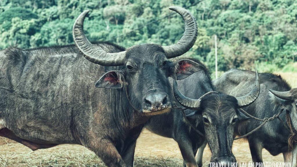 ජවිපෙ අම්බාරුවෝ ගොවි සම්මන්ත්‍රණය කඩාකප්පල් කරති